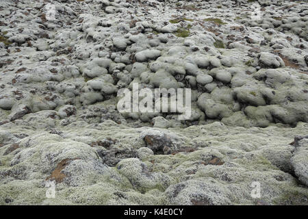 L'Islande, de pierres de lave couvertes de lichen d'Islande, du sud-est Banque D'Images