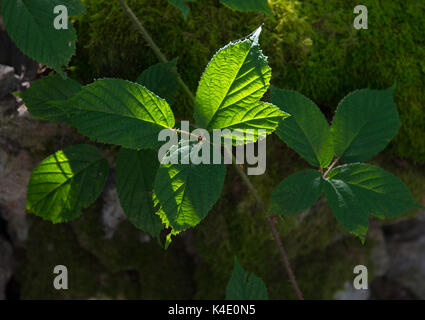 Les feuilles de la ronce rétroéclairé kentmere vallée de Cumbria Banque D'Images