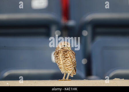 Un hibou qui vit dans le stade ici pour en de Nacozari apparaît sur la cour pendant les parties des marrons de la ligue de football mexicain. Hermosillo Banque D'Images