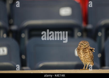 Un hibou qui vit dans le stade ici pour en de Nacozari apparaît sur la cour pendant les parties des marrons de la ligue de football mexicain. Hermosillo Banque D'Images