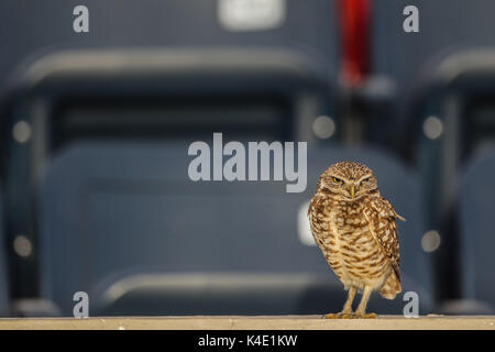 Un hibou qui vit dans le stade ici pour en de Nacozari apparaît sur la cour pendant les parties des marrons de la ligue de football mexicain. Hermosillo Banque D'Images