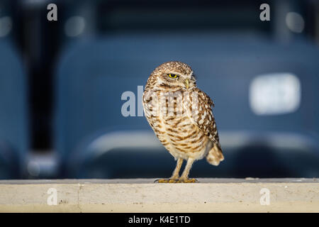 Un hibou qui vit dans le stade ici pour en de Nacozari apparaît sur la cour pendant les parties des marrons de la ligue de football mexicain. Hermosillo Banque D'Images