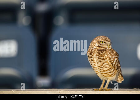 Un hibou qui vit dans le stade ici pour en de Nacozari apparaît sur la cour pendant les parties des marrons de la ligue de football mexicain. Hermosillo Banque D'Images