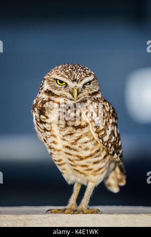 Un hibou qui vit dans le stade ici pour en de Nacozari apparaît sur la cour pendant les parties des marrons de la ligue de football mexicain. Hermosillo Banque D'Images