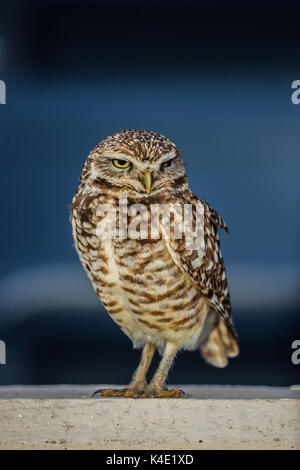 Un hibou qui vit dans le stade ici pour en de Nacozari apparaît sur la cour pendant les parties des marrons de la ligue de football mexicain. Hermosillo Banque D'Images