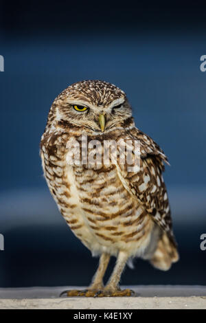Un hibou qui vit dans le stade ici pour en de Nacozari apparaît sur la cour pendant les parties des marrons de la ligue de football mexicain. Hermosillo Banque D'Images