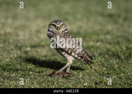 Un hibou qui vit dans le stade ici pour en de Nacozari apparaît sur la cour pendant les parties des marrons de la ligue de football mexicain. Hermosillo Banque D'Images