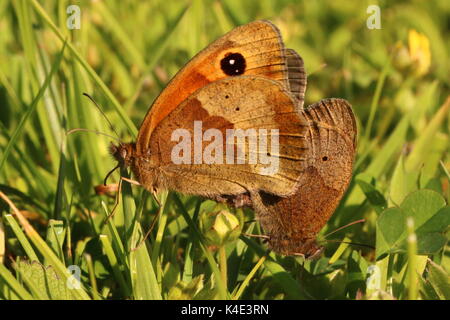 Le couplage Meadow Brown papillons Banque D'Images