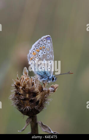 Papillon Bleu commun, Polyommatus icarus, seul adulte reposant sur la centaurée commune séché, Centaurea nigra, capitule. Worcestershire, Royaume-Uni. Banque D'Images