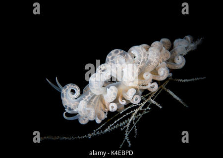 Nudibranche à énergie solaire bali (phyllodesmium iriomotense) Banque D'Images