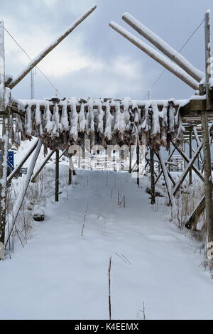 La morue salée fraîche non-corps suspendu à hjells-échafaudage en bois séchoirs encadrée dans l'air froid de l'hiver sous de fortes chutes de neige de février à mai pour faire Banque D'Images