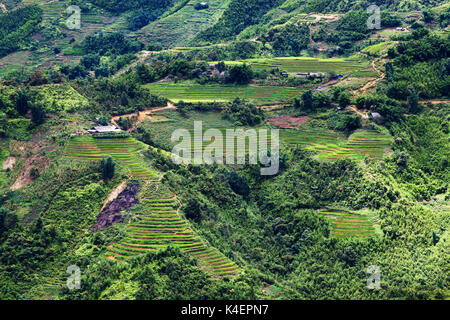 Champs de riz vert vif en été autour de Cat Cat Village, Sa Pa, Lao Cai, Vietnam Banque D'Images