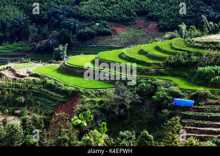 Champs de riz vert vif en été autour de Cat Cat Village, Sa Pa, Lao Cai, Vietnam Banque D'Images