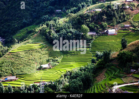 Champs de riz vert vif en été autour de Cat Cat Village, Sa Pa, Lao Cai, Vietnam Banque D'Images