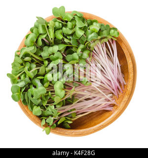 Radis rouge en microgreens bol en bois. Cotylédons de Raphanus sativus, un légume racine comestible, principalement consommés crus. Les jeunes plantes, plants et les graines germées Banque D'Images