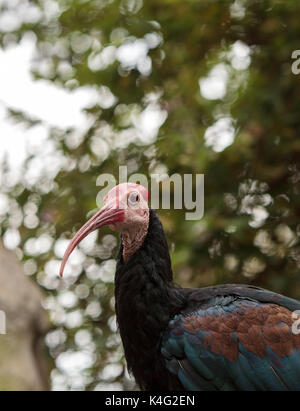 Le sud de l'ibis chauve Geronticus calvus connu comme perches dans un nid dans un arbre Banque D'Images