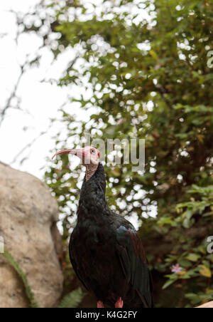 Le sud de l'ibis chauve Geronticus calvus connu comme perches dans un nid dans un arbre Banque D'Images