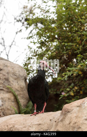 Le sud de l'ibis chauve Geronticus calvus connu comme perches dans un nid dans un arbre Banque D'Images