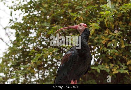 Le sud de l'ibis chauve Geronticus calvus connu comme perches dans un nid dans un arbre Banque D'Images