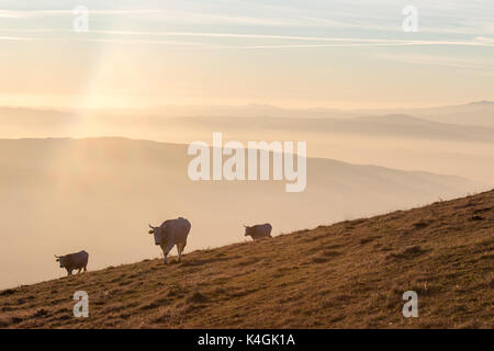 Le pâturage des vaches sur une montagne au coucher du soleil, avec du brouillard et très en dessous des couleurs chaudes Banque D'Images