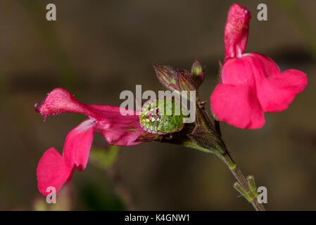 Un insecte de bouclier vert juvénile avec un corps à bords rouges et des taches blanches repose sur une fleur rouge, diversité naturelle trouvée dans les écosystèmes de jardin Banque D'Images