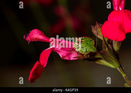 Un insecte écusson vert juvénile perché sur une fleur rouge, son corps vert à bords rouges et ses taches blanches illustrant les motifs détaillés et colorés de la nature Banque D'Images