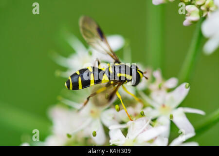 Hoverfly imitant une Xanthogramma pedissequum (WASP), mâle adulte, trouvés dans les prairies près de l'eau dans la région de Arundel, West Sussex, Angleterre, Royaume-Uni au début de l'automne. Banque D'Images