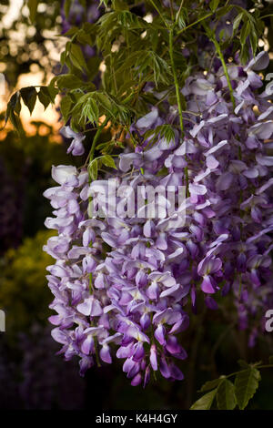 Les fleurs de glycine, avec feuillage de printemps emmerging. Banque D'Images