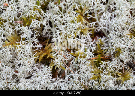 Lichen Cladonia arbuscula (coupe) Banque D'Images