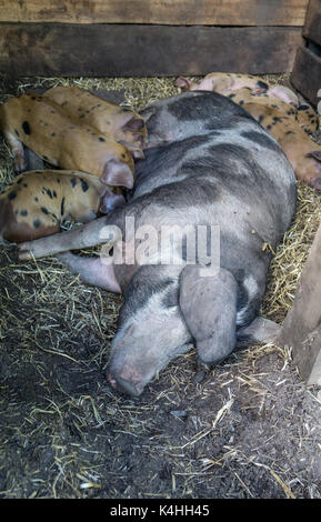 Dans le cochon porcelets tachetés trail de dormir dans la paille et la mère de lait ét Banque D'Images