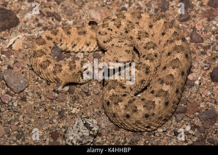 Sidewinder (Crotalus cerastes) de Sonora, México. Banque D'Images