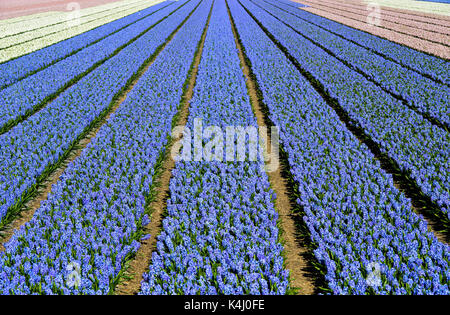 Anbau von blauen Hyazinthen zur Produktion von Blumenzwiebeln dans Blumenzwiebelregion,der Bollenstreek Noordwijkerhout, Pays-Bas Banque D'Images