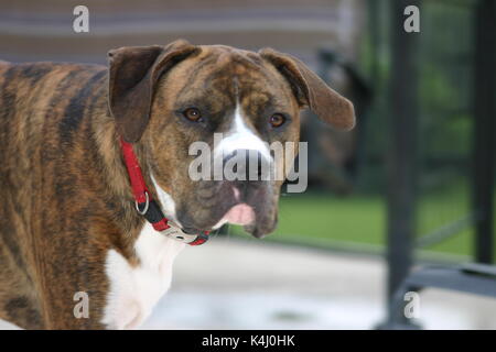 American Bull dog mix Banque D'Images