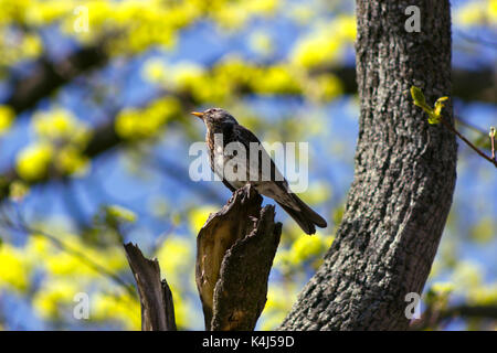 Belle fieldfare assis sur un arbre et à la recherche sur fond flou de Banque D'Images