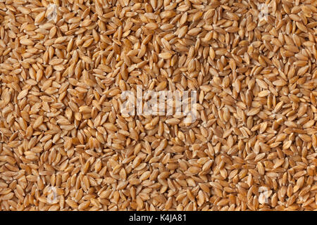 Graines de blé Einkorn bio heirloom plein cadre Banque D'Images