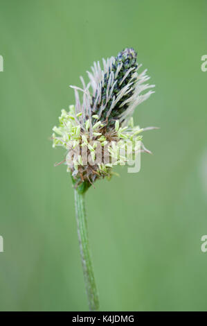 Plantain lancéole, Plantago lanceolata, kangasala, Finlande, Close up de graines, herbe vivace, l'anglais, plantain plantain angustifolié, ribleaf, buck Banque D'Images