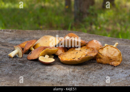 Jeune Suillus luteus Champignons comestibles sur moignon ancienne piscine Close Up. Banque D'Images