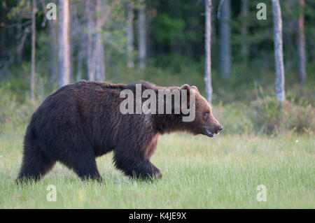 L'ours brun européen, Ursus arctos arctos, Kuhmo, Finlande, lentiira vartius, près de la frontière russe, à pied à travers les marais Banque D'Images