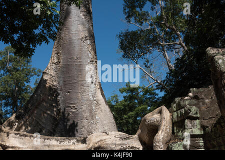 Arbre généalogique spung et des pierres à ta prohm temple, parc archéologique d'angkor, krong siem reap, Siem Reap, Cambodge Banque D'Images