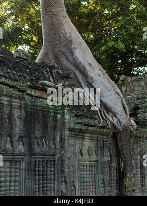 Arbre généalogique spung à ta prohm temple, parc archéologique d'angkor, krong siem reap, Siem Reap, Cambodge Banque D'Images