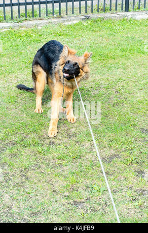 Berger allemand jouant dans le jardin. Banque D'Images