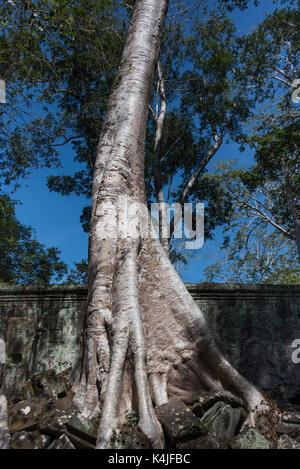 Arbre généalogique spung à ta prohm temple, parc archéologique d'angkor, krong siem reap, Siem Reap, Cambodge Banque D'Images