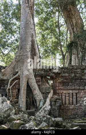 Arbre généalogique spung à ta prohm temple, parc archéologique d'angkor, krong siem reap, Siem Reap, Cambodge Banque D'Images