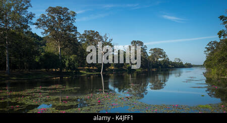 Reflet d'arbres et nuages sur l'eau, Tonle Sap, Siem Reap, Cambodge Banque D'Images