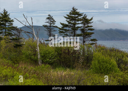 Les arbres le long de la côte, Dingwall, Cabot Trail, Cape Breton Island, Nova Scotia, canada Banque D'Images