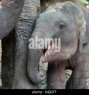 Close-up of elephant calf avec sa mère, Koh Samui, Surat Thani province, Thailand Banque D'Images