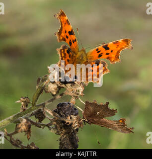 papillon de virgule Banque D'Images