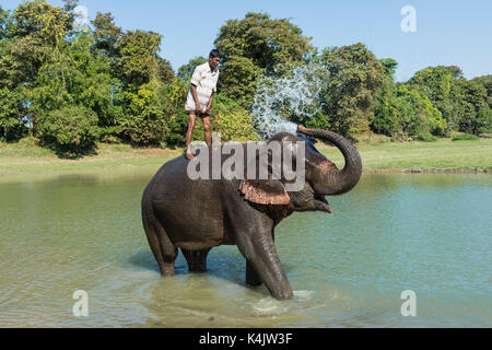 Mahout debout sur le dos de son éléphant indien (Elephas maximus indicus) en prenant un bain dans la rivière, kaziranga, Assam, Inde, Asie Banque D'Images