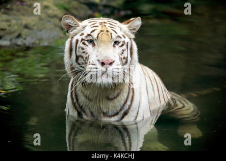 Tigre du Bengale (Panthera tigris tigris), des profils dans l'eau, portrait, captive, originaire de l'Inde Banque D'Images