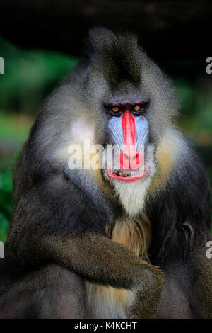 Mandrill (mandrillus sphinx), adulte, homme, portrait, Banque D'Images